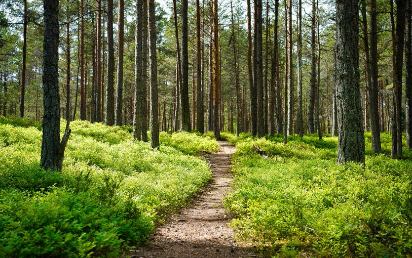 Gesunder Wald  - Klimaziele erreichen
