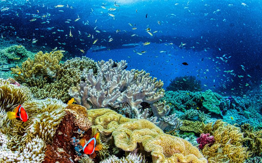 Korallenriff - Klimaziele erreichen