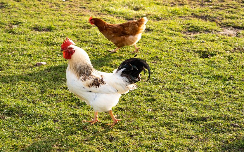 Freilandhühner  - Klimaziele erreichen
