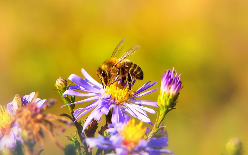Biene bestäubt Blume  - Klimaziele erreichen
